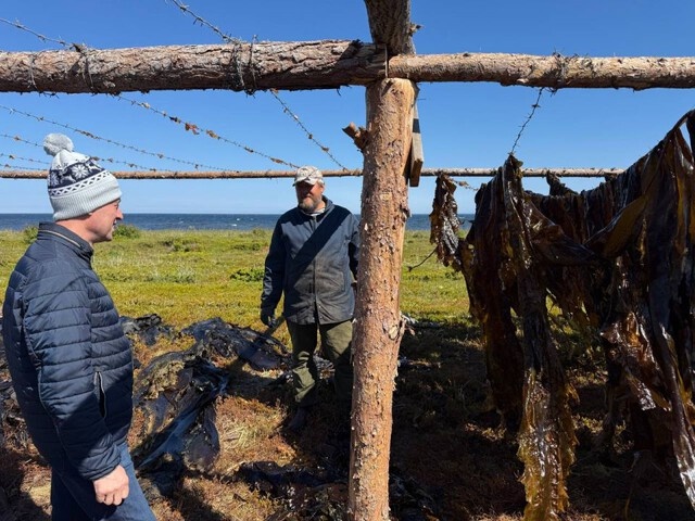 Косильщики водорослей собирают ламинарию, которая поедет на переработку в Тверь