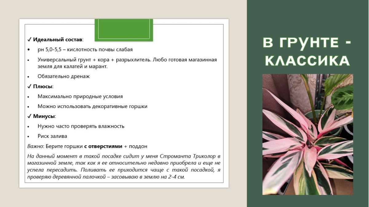 Классический способ выращивания. Подробный разбор