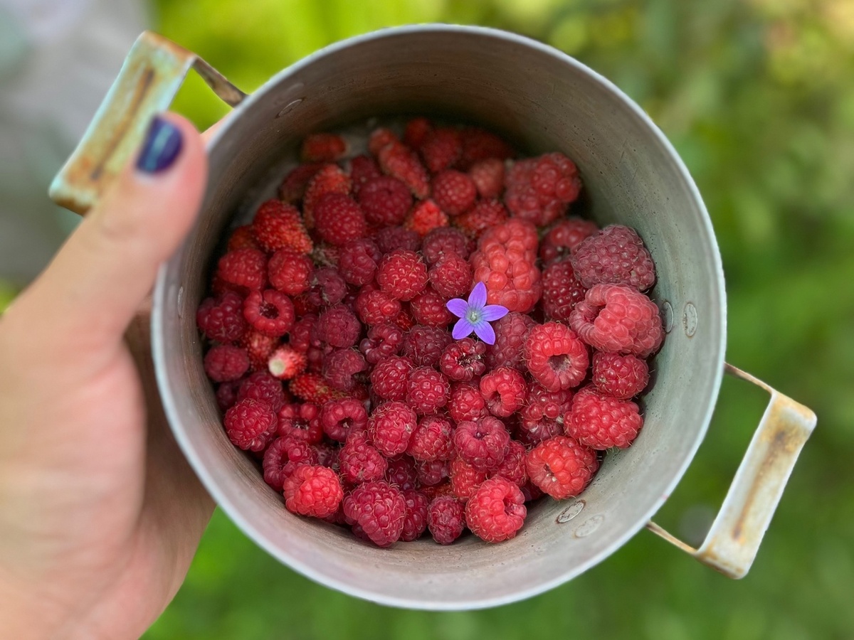    Такая ягода - самая вредная: а мы едим ее, покупаем как деликатес, еще и детей заставляем есть