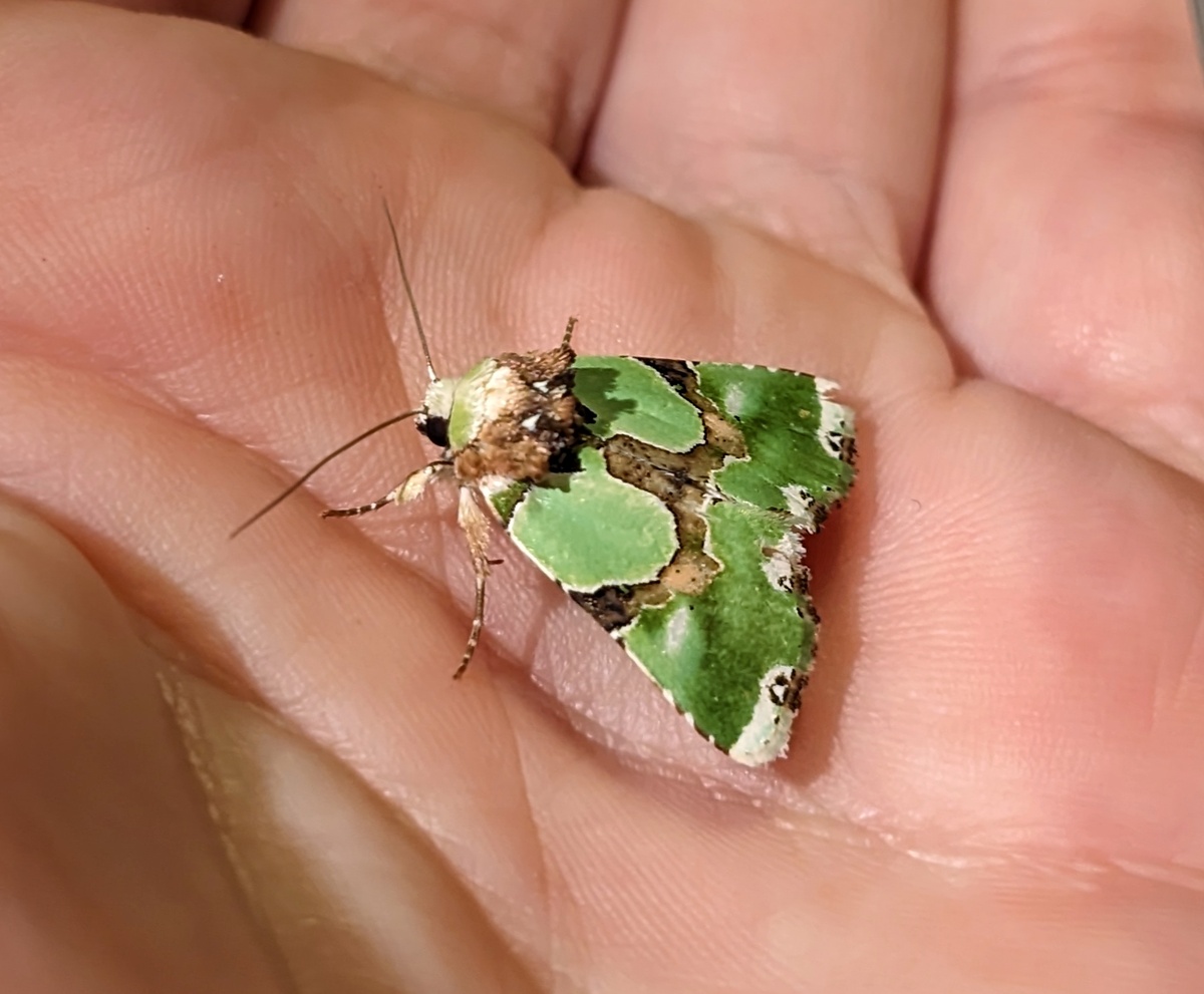 Ночная бабочка совка роскошная. 