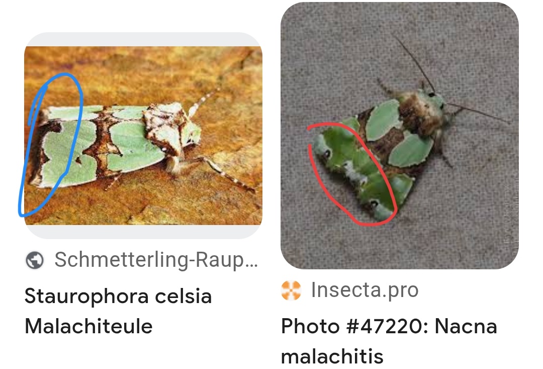 У совки дальневосточного ареала в окрасе присутствуют вкрапления белого (справа). Фото из различных доступных источников из интернета. 