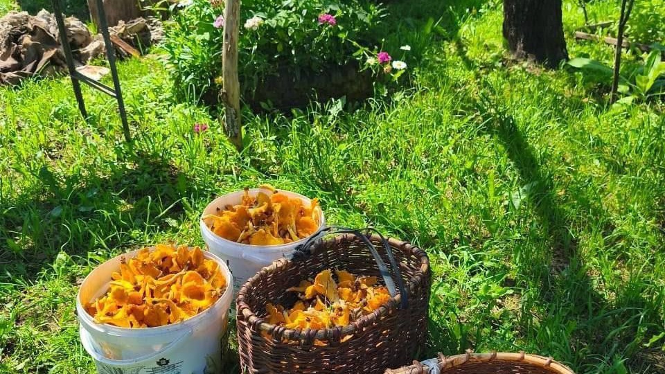 В Ленинградской области наблюдается настоящий бум сбора лисичек, которые активно растут, несмотря на жаркую погоду