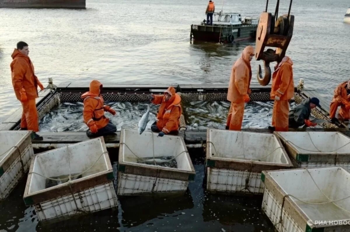    В озере Паланское на Камчатке ученые нашли несколько видов лососевых