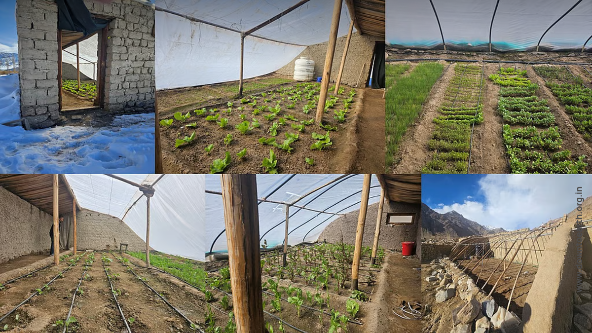 Сорта овощей и саженцев, выращенные в местных теплицах с использованием материалов местного производства и капельного орошения в деревнях Ладакха