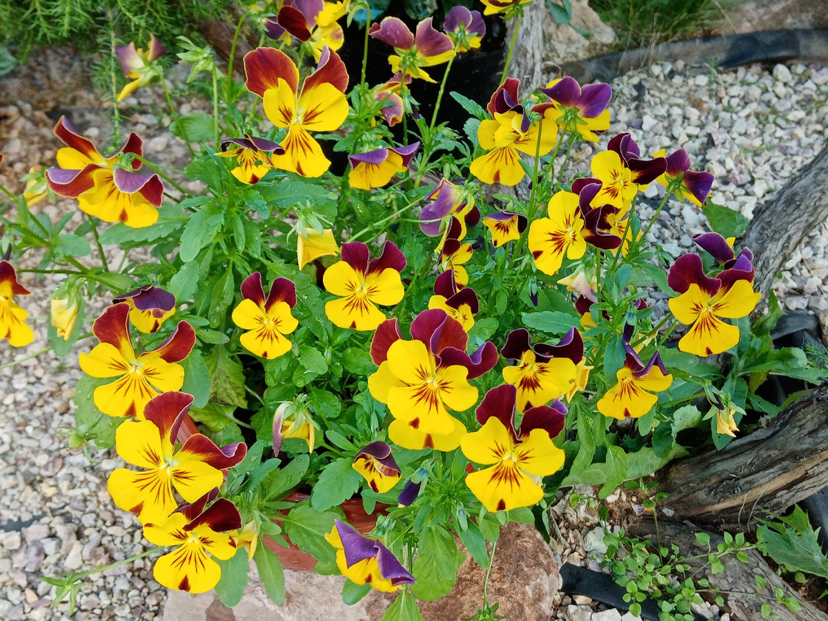 виола Кул вейв файер /фото автора 