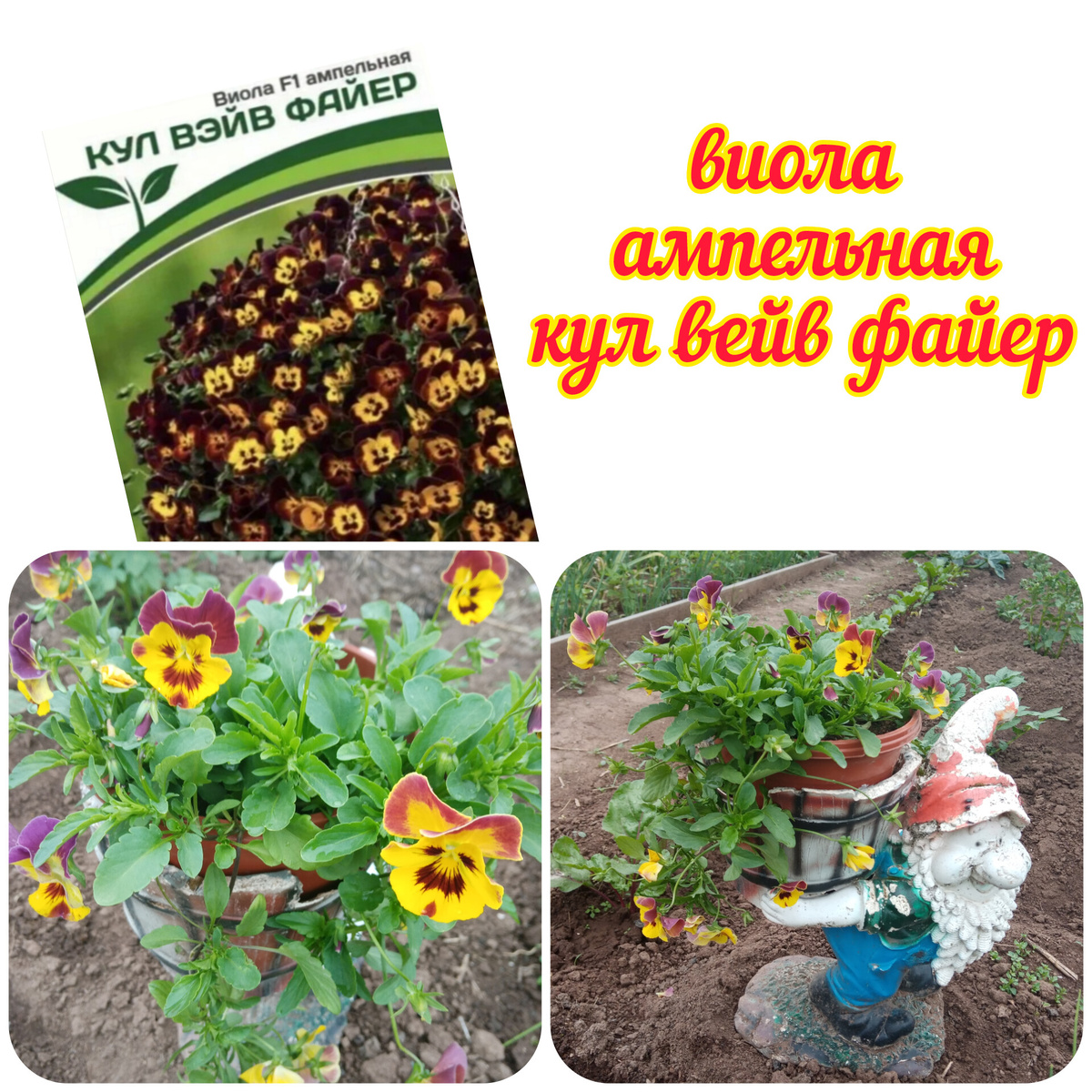 в июне начало цветения/фото автора