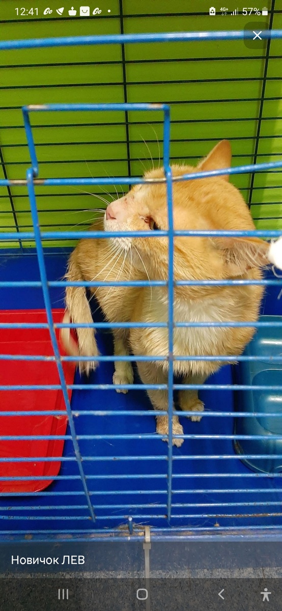 Таким он попал в приют. 