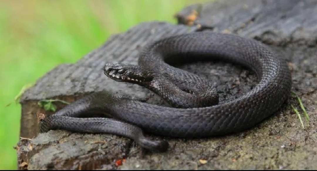 Гадюка — ядовитая, но не нападает первой.