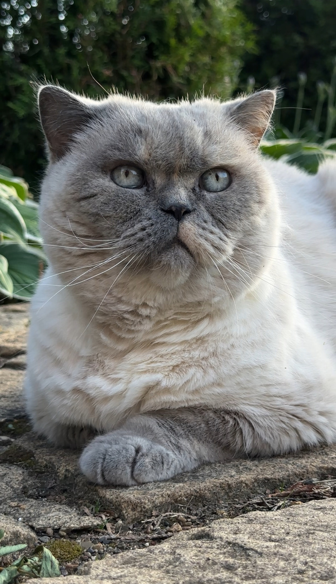 Ритулька - британская короткошерстная порода, колор-пойнт черепаховый