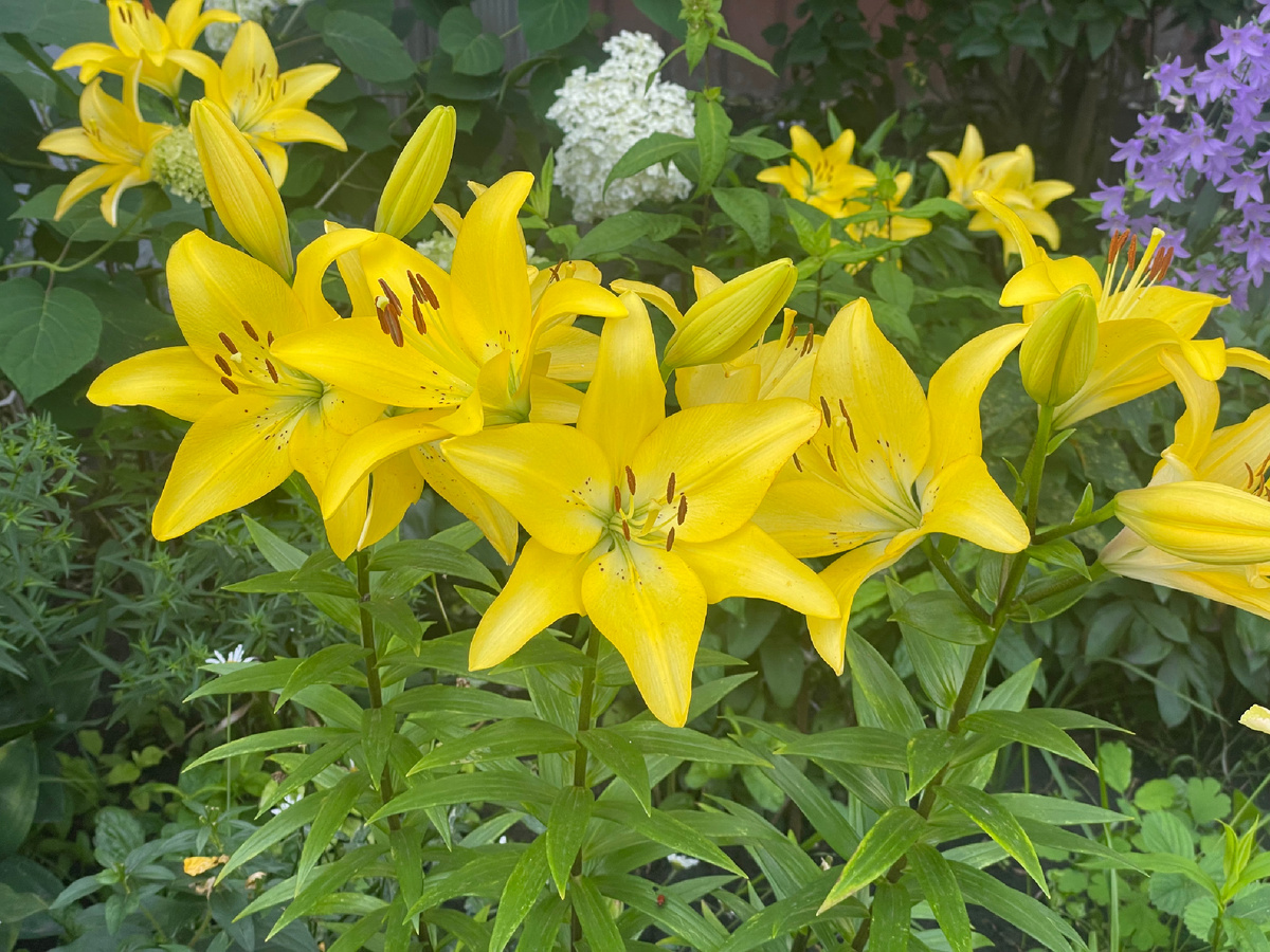 Такую красоту встретила во время прогулки. Обязательно замечаю прекрасное вокруг.