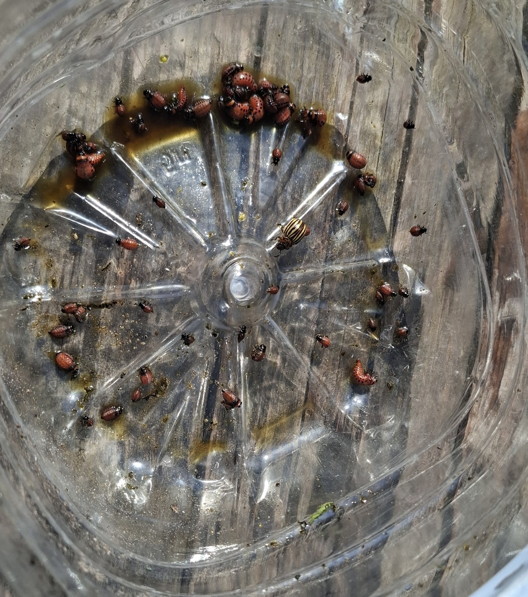 "Урожай" личинок жука и один жук