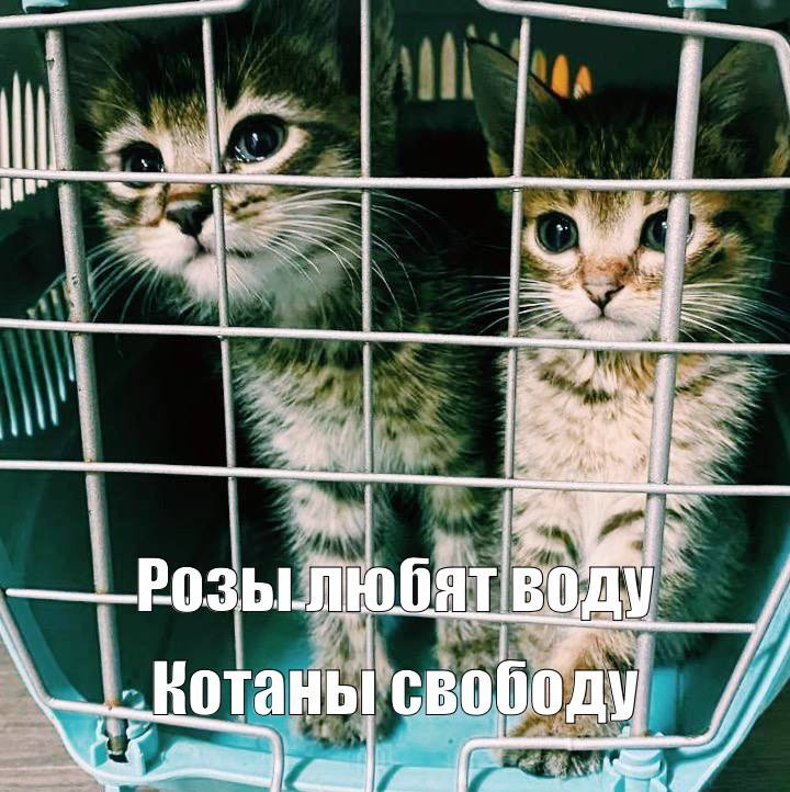 К сожалению, коты не понимают человеческой речи и не способны осознать, что мы желаем им только добра. Вот и котики-шпротики, дети нашей кошки Эльзы, совершенно не рады поездке в клинику / Котики МЭЛЗ 