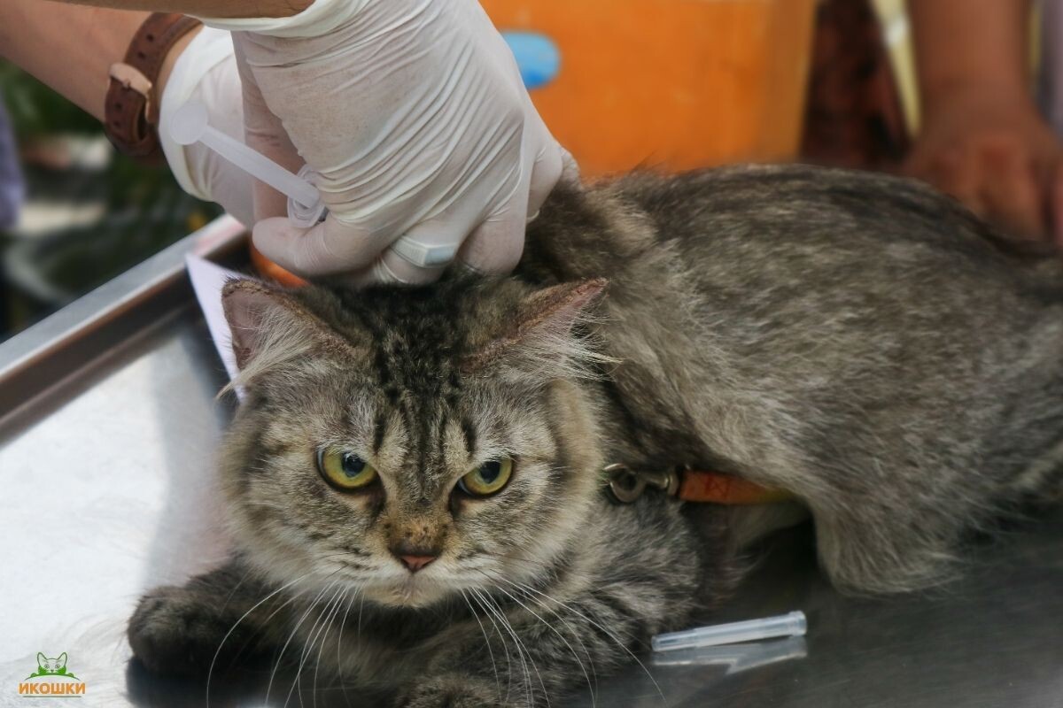 Вакцинация 