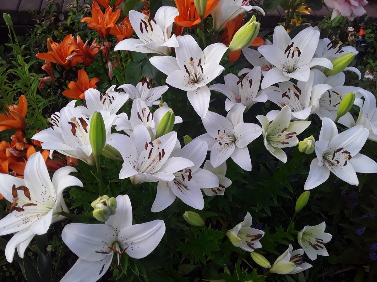 Лилия ЛА-гибрид, сорт Eyeliner