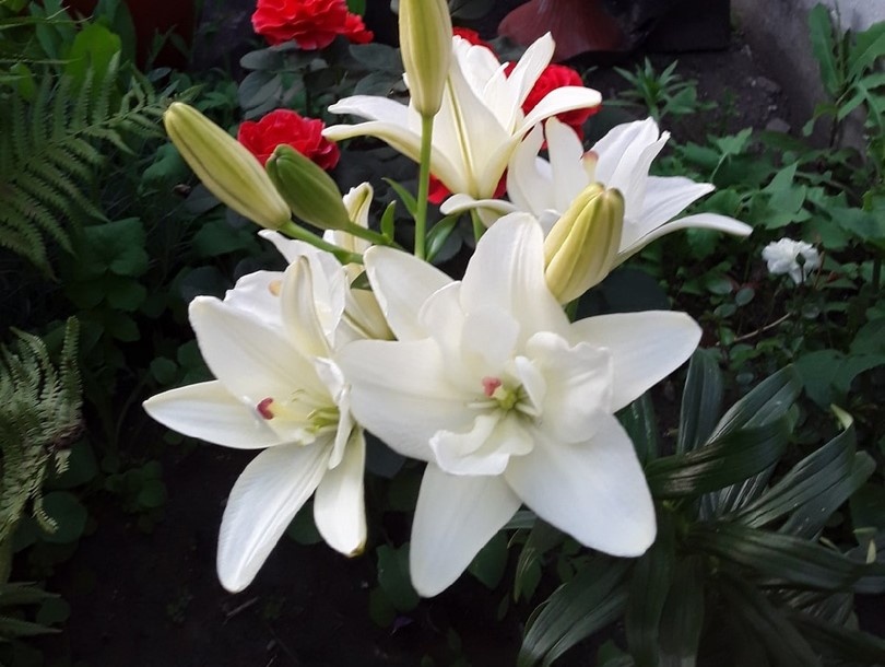 Лилия азиатская махровая, сорт Annemarie's Dream