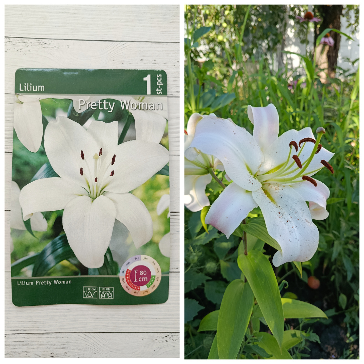 Коллаж автора