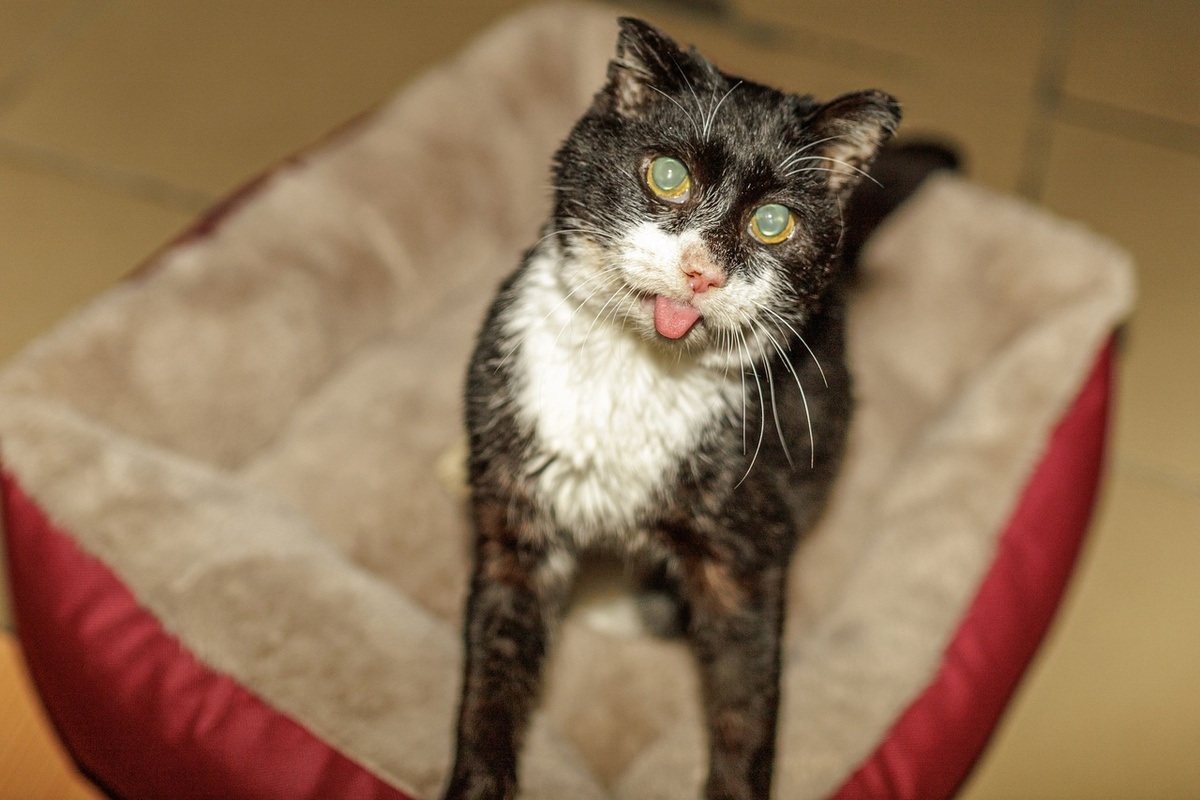 Приют нуждается в репостах, ведь помогают одни и теже 50 человек...