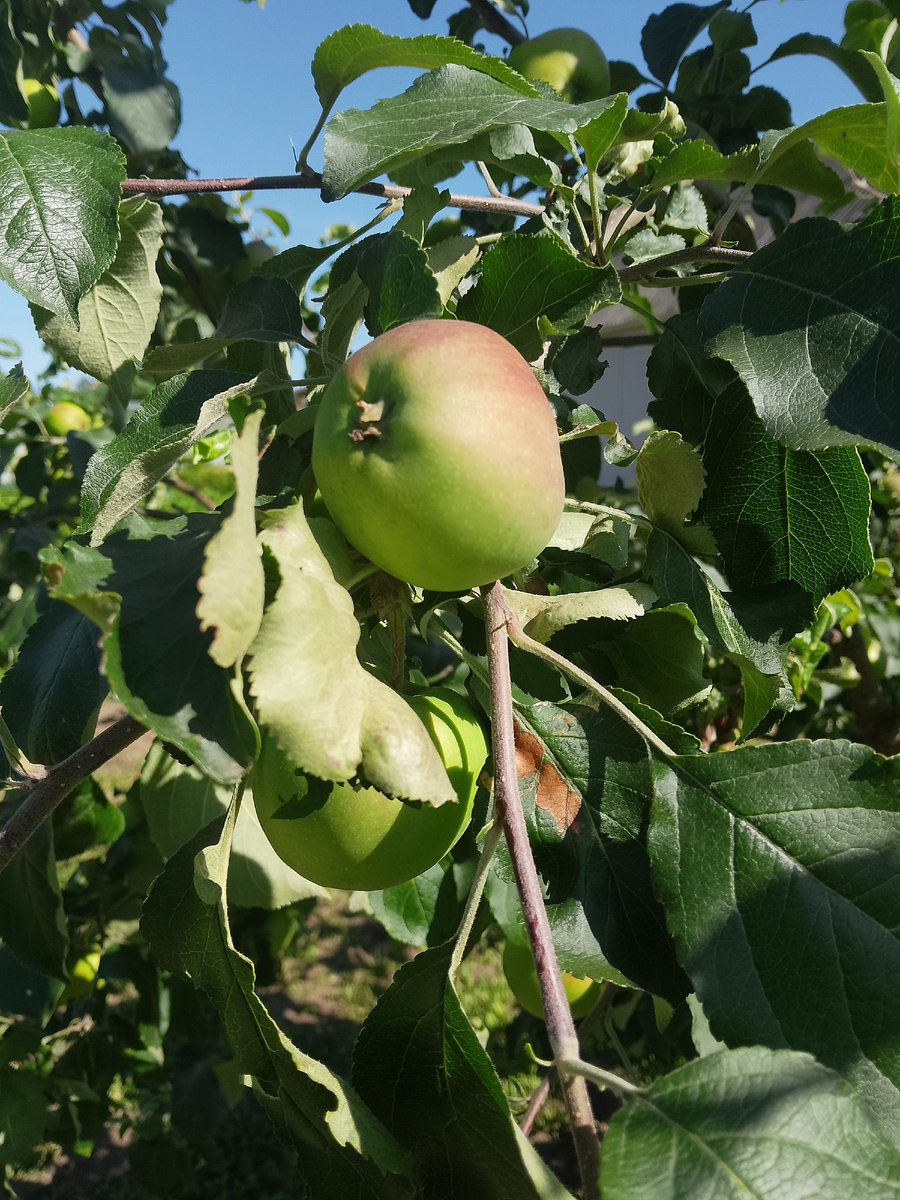 Яблочки наливаются, фото автора