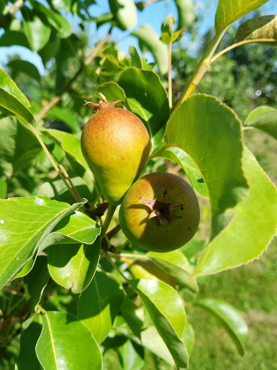 И груши, фото автора
