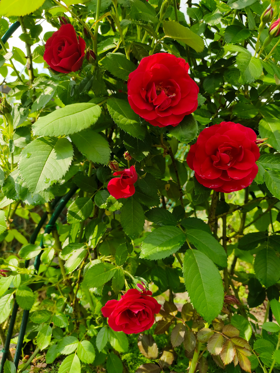 Первое фото плетистой розы Фламентанц.13 июня