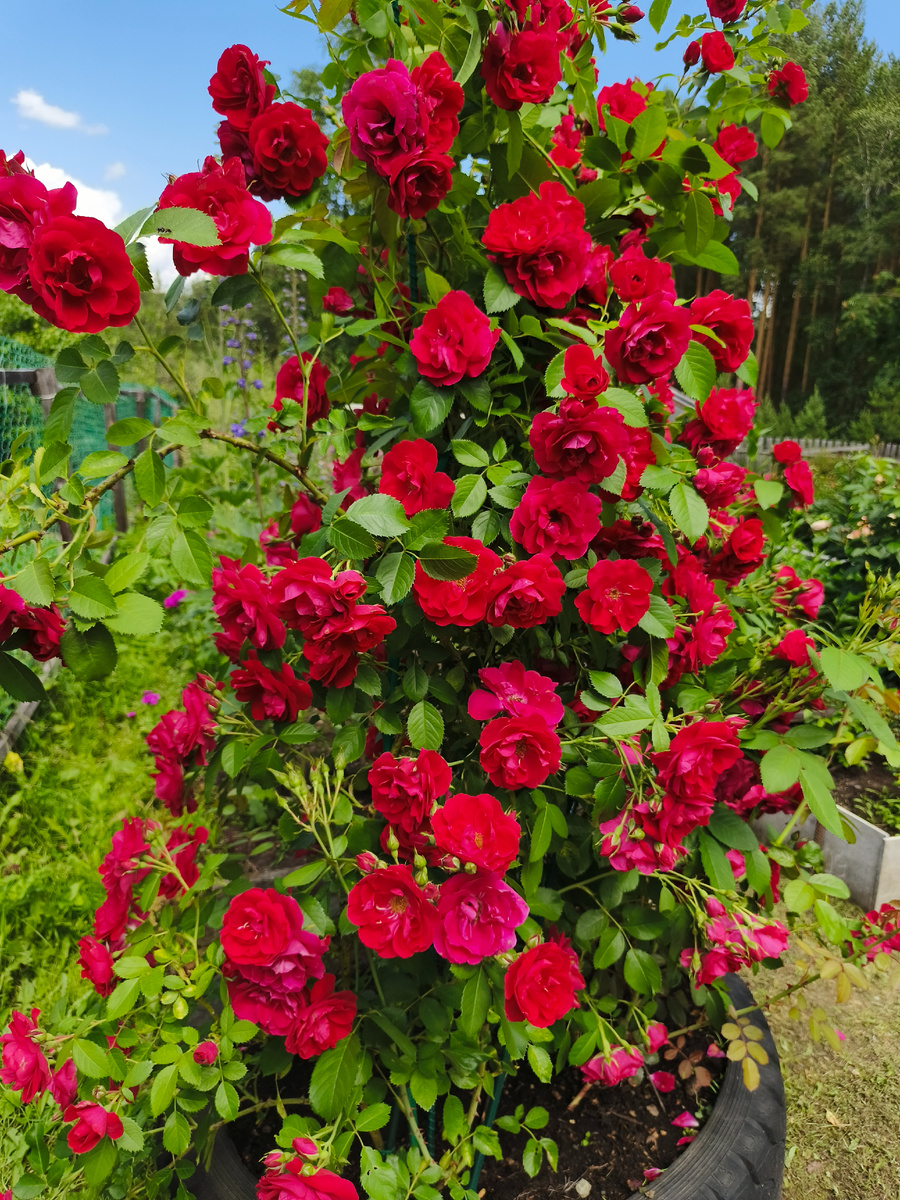 На пике цветения.26 июня