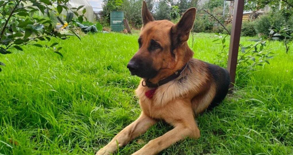 Дробь вместо хлеба: пса, ставшего мишенью для ружья, спасли в Новосибирске