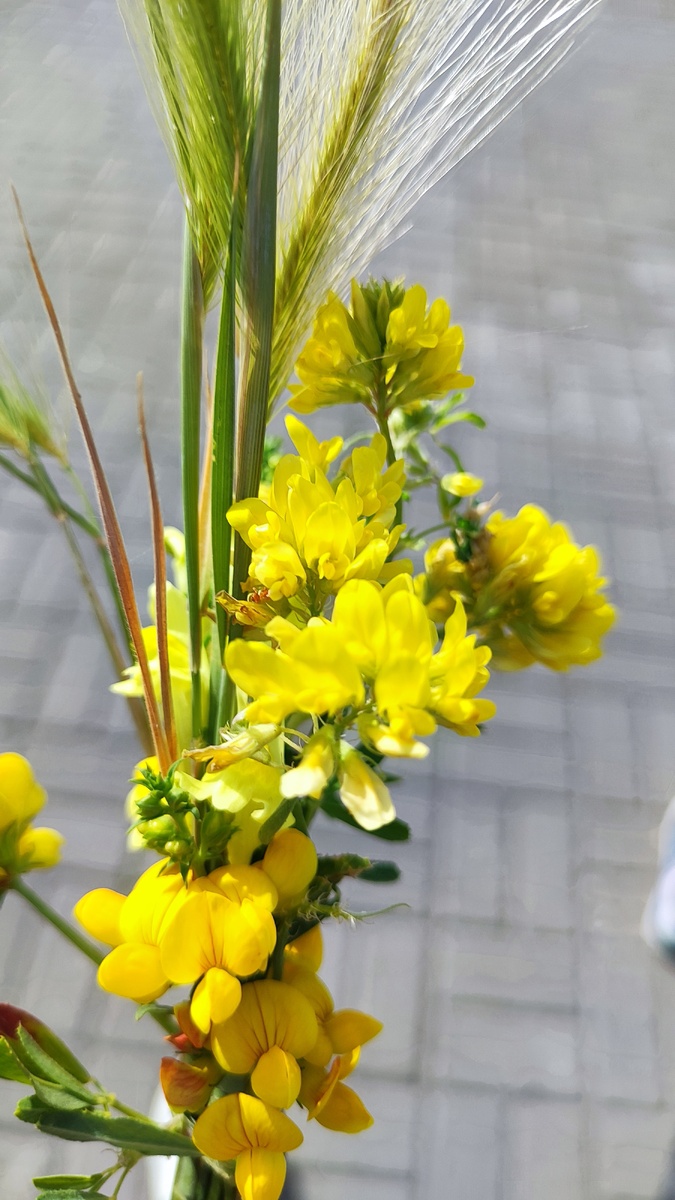 Обожаю жёлтые цветы