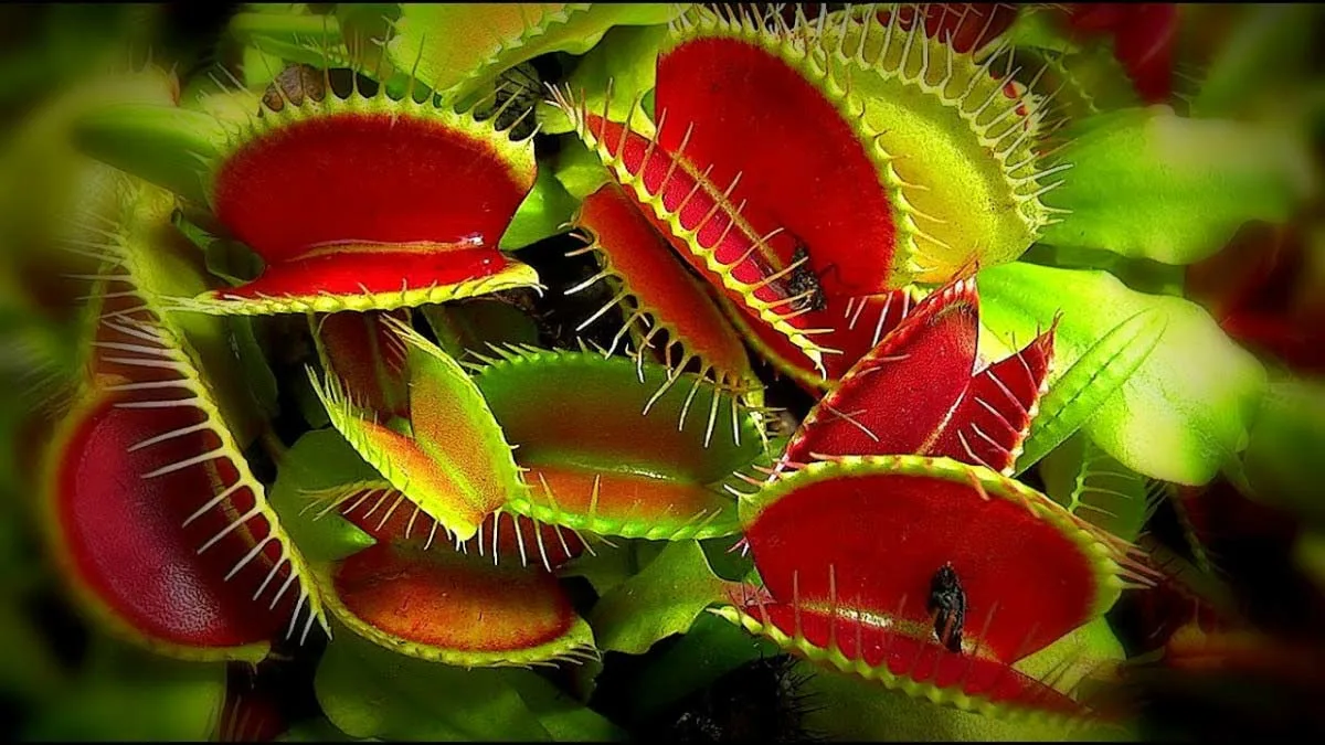 Венерина мухоловка (Dionaea muscipula J.Ellis)