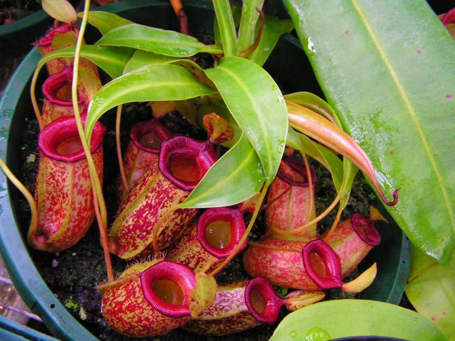 Непентес (Nepenthes sp.)