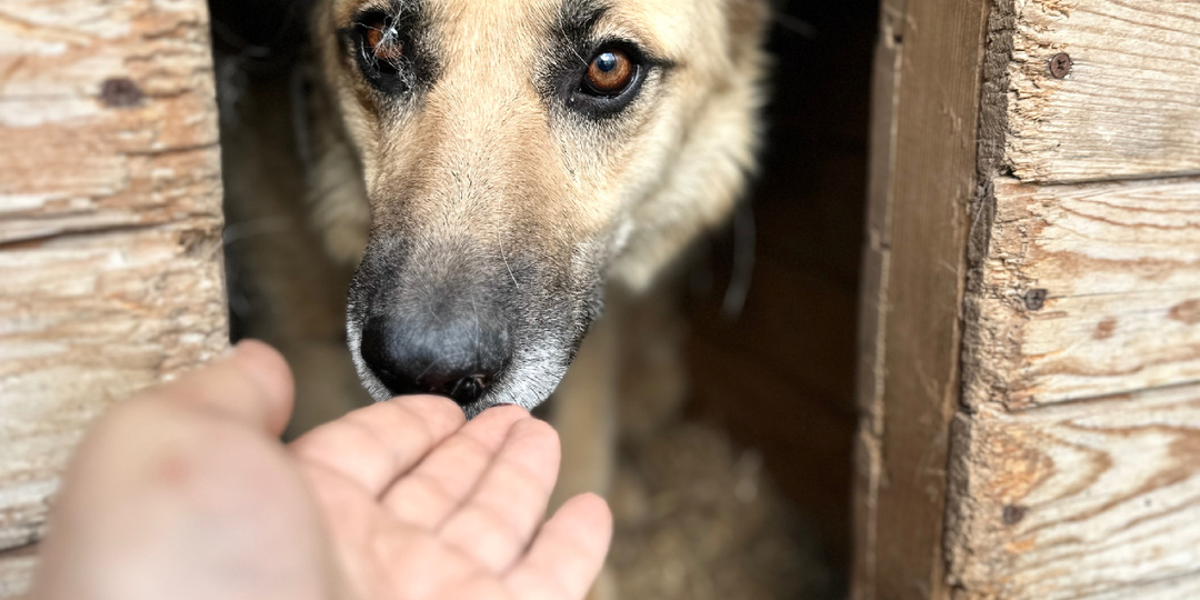 Обычный день в приюте «Хвостатое счастье»