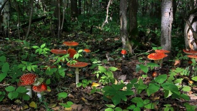 _Поляна мухоморов — фото из соснового леса