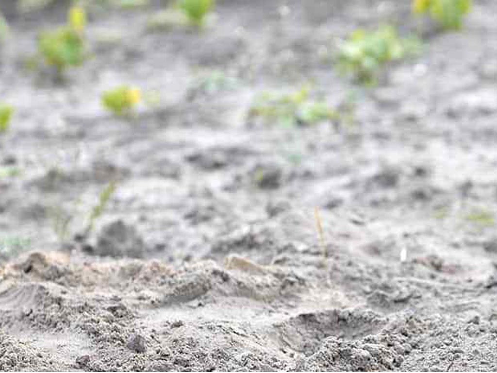 Песчаная почва на участке