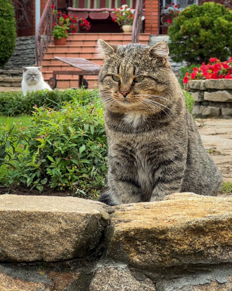 Барсик и Рита в саду