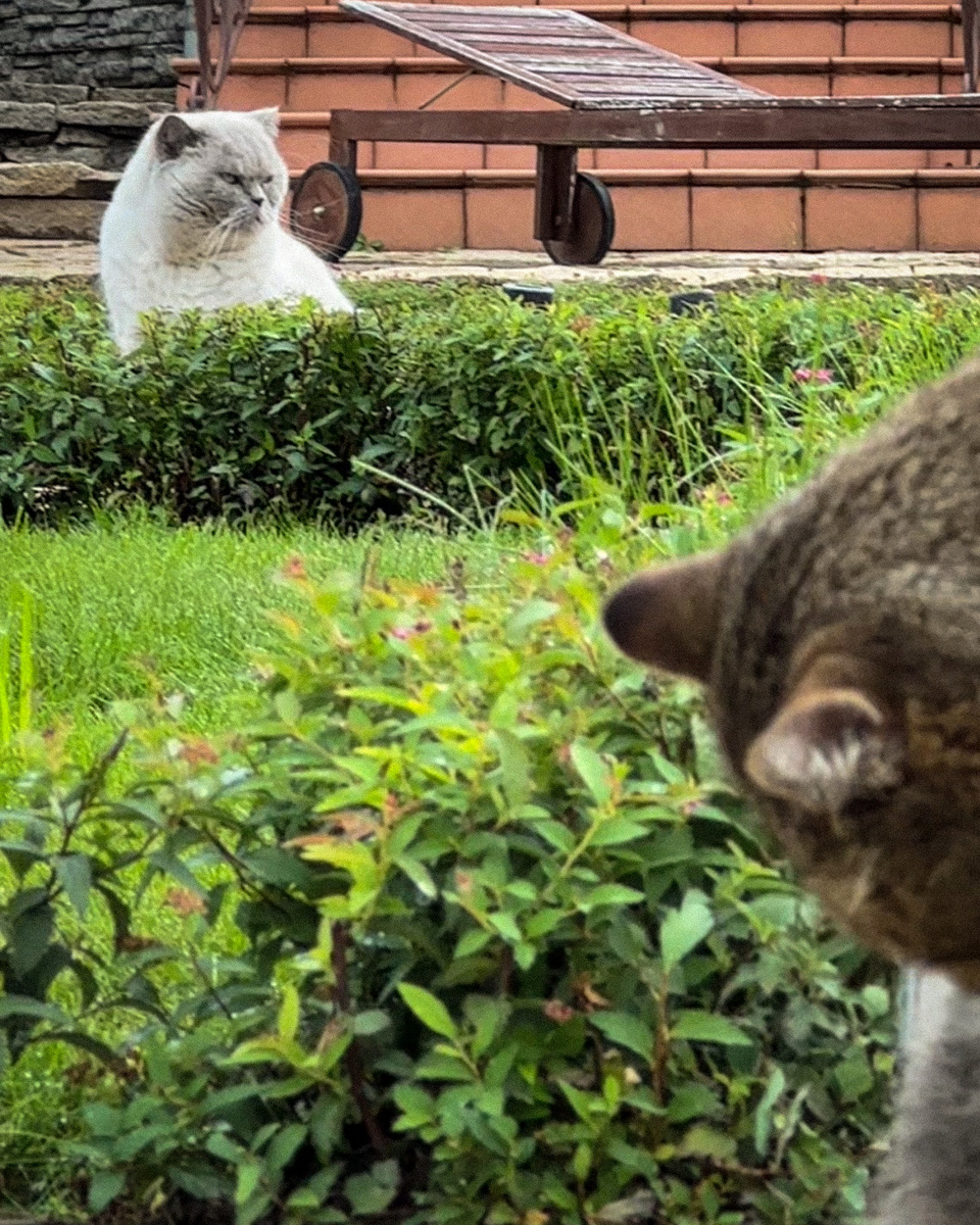 Рита и Барсик в саду