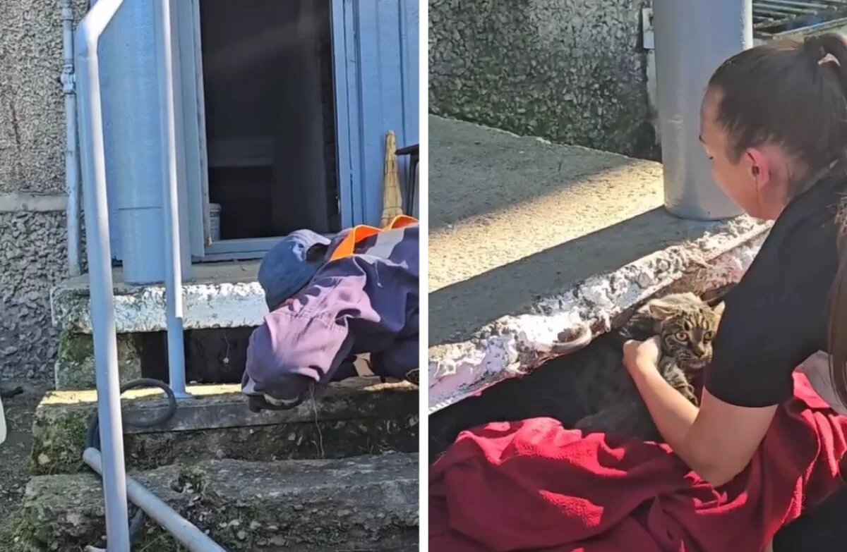    В столице ЕАО спасатели вытащили кота, забившегося под плиты пятиэтажки