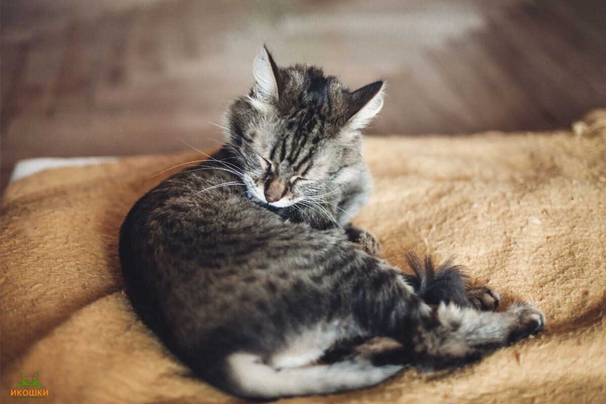 Кот вылизывается 