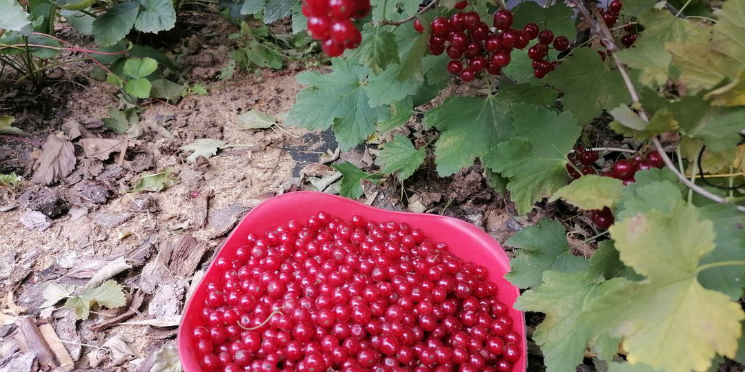 Красная смородина на зиму. Самый простой способ заготовки