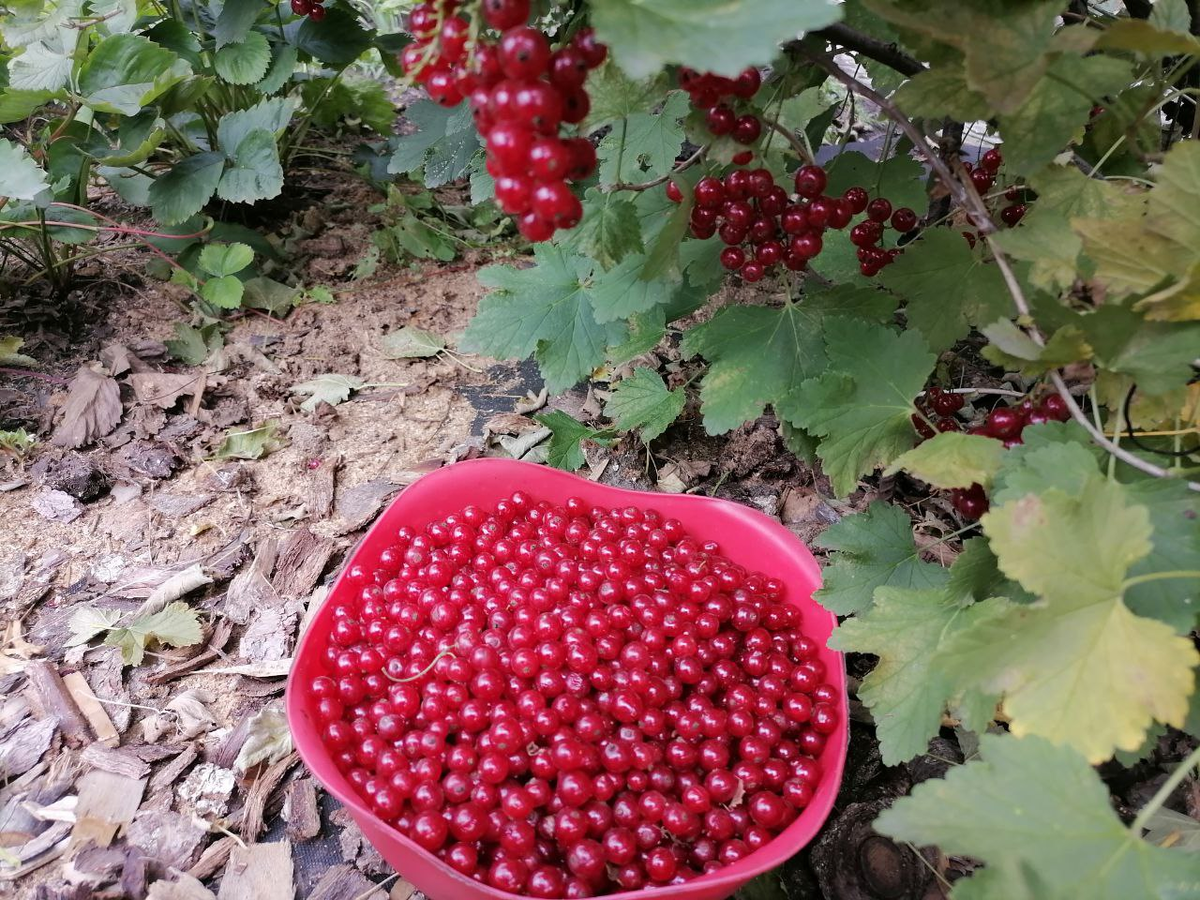 Собираю красную смородину, сорт Натали, фото автора