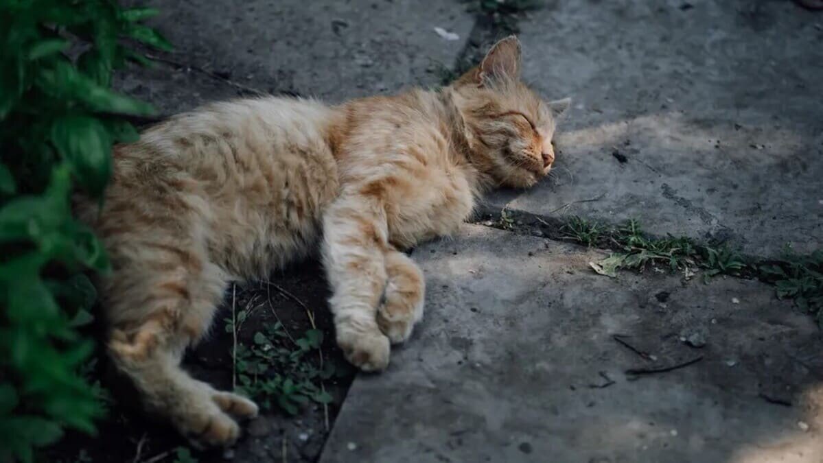    Биолог объяснил, почему кошки любят бетонные плиты / © Iuliia Burmistrova / Getty Images