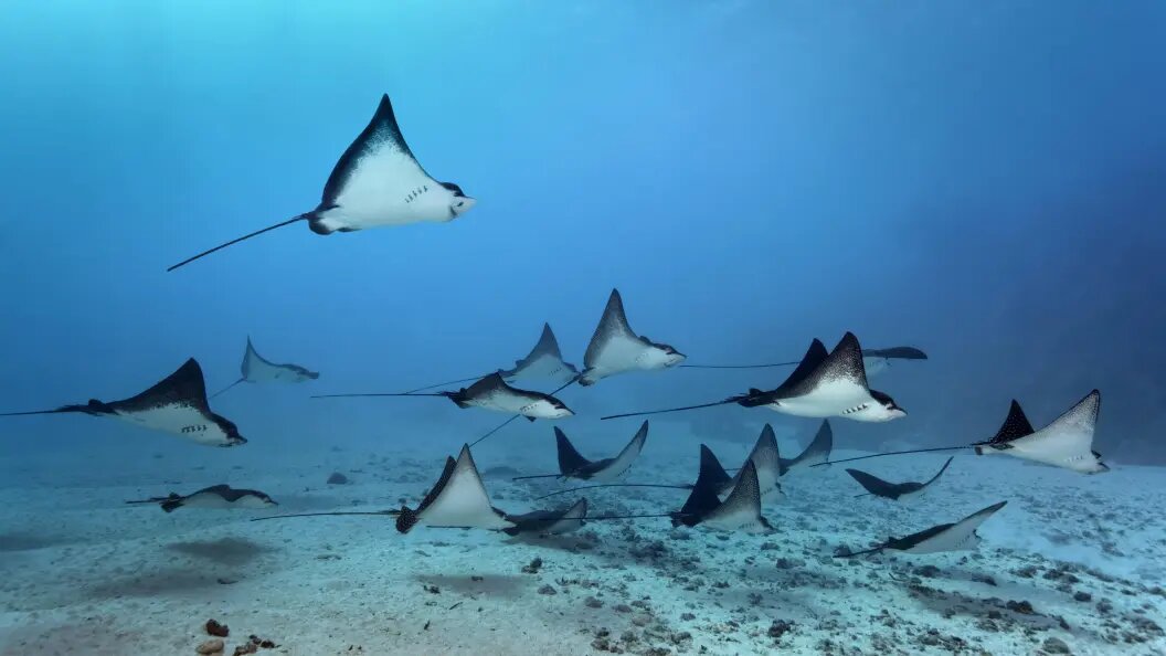    Norbert Probst/Globallookpress