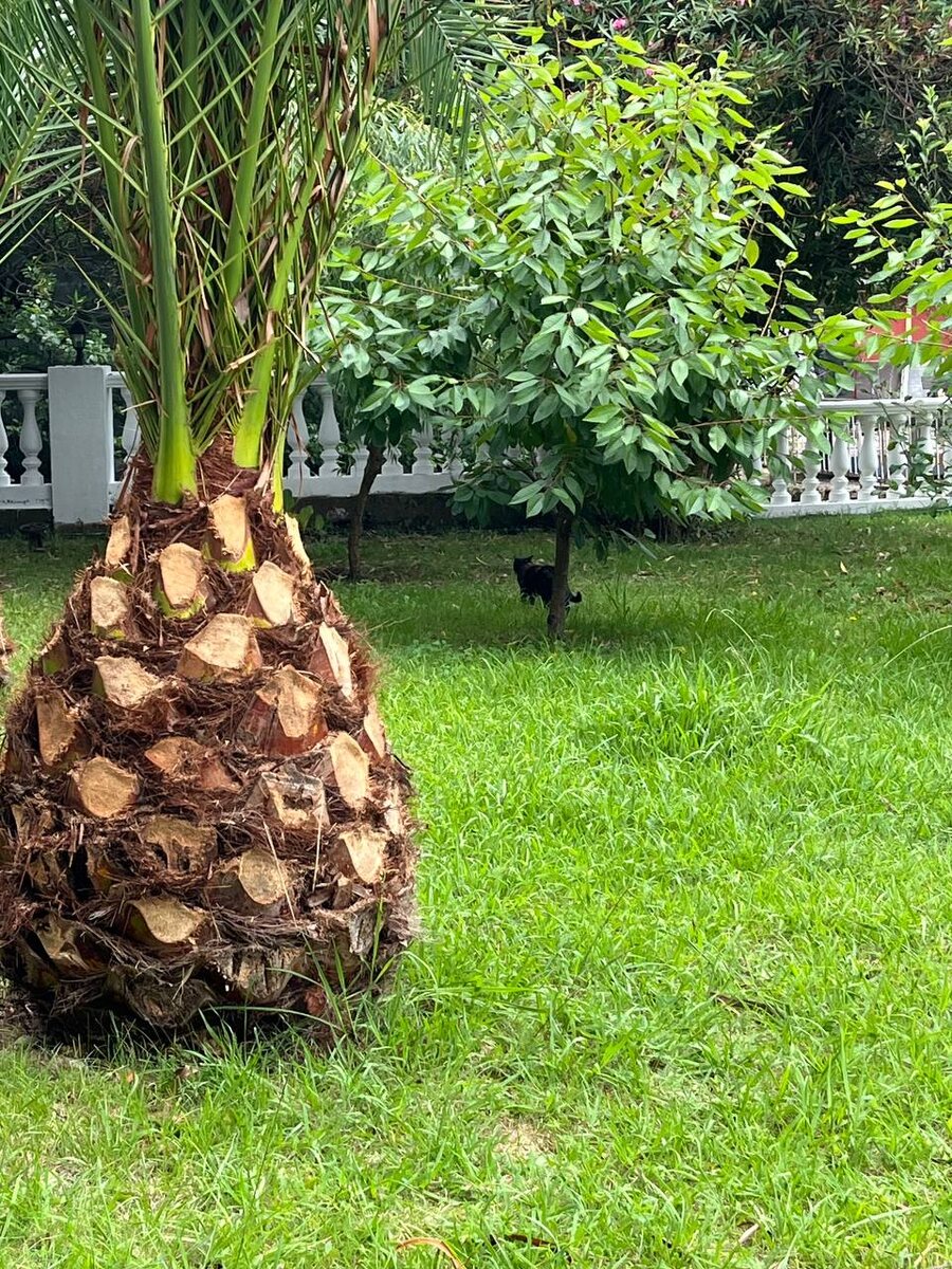 Территория пансионата
