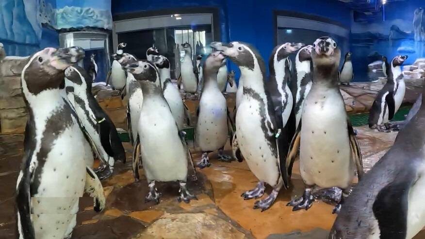    Источник фото: «Вести:Приморье»