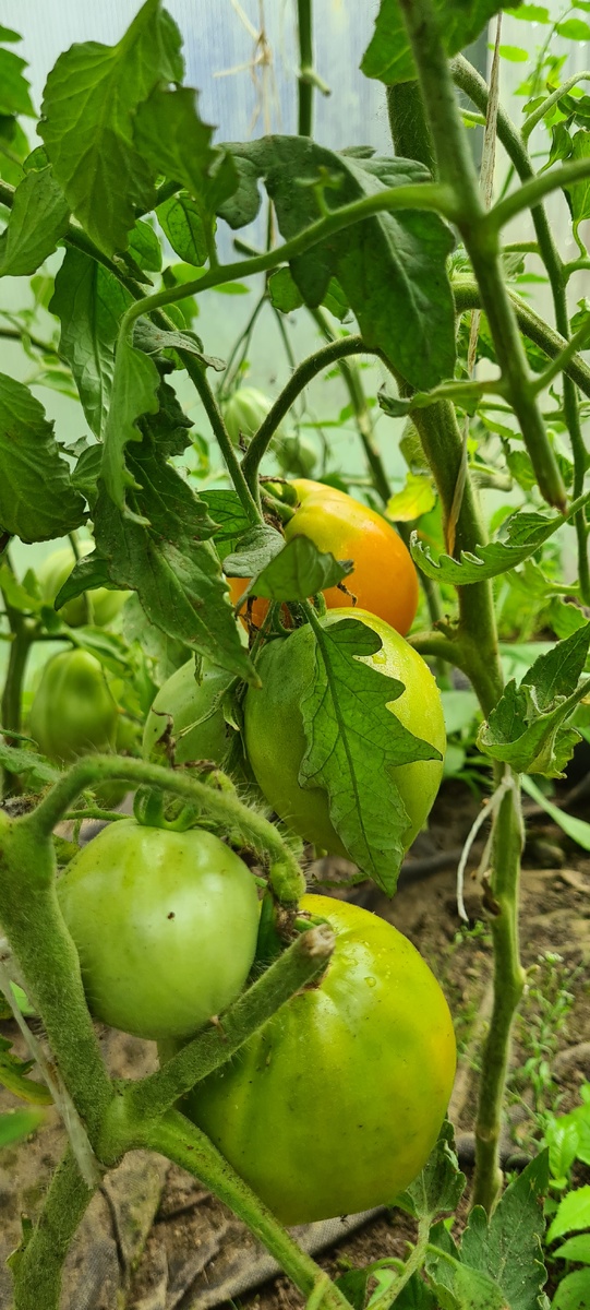 Золотой Кенигсберг.  