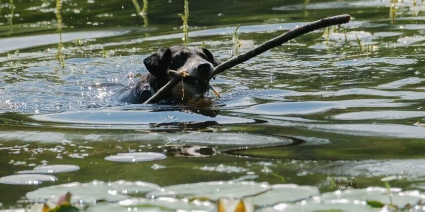    Алёна Бобрович