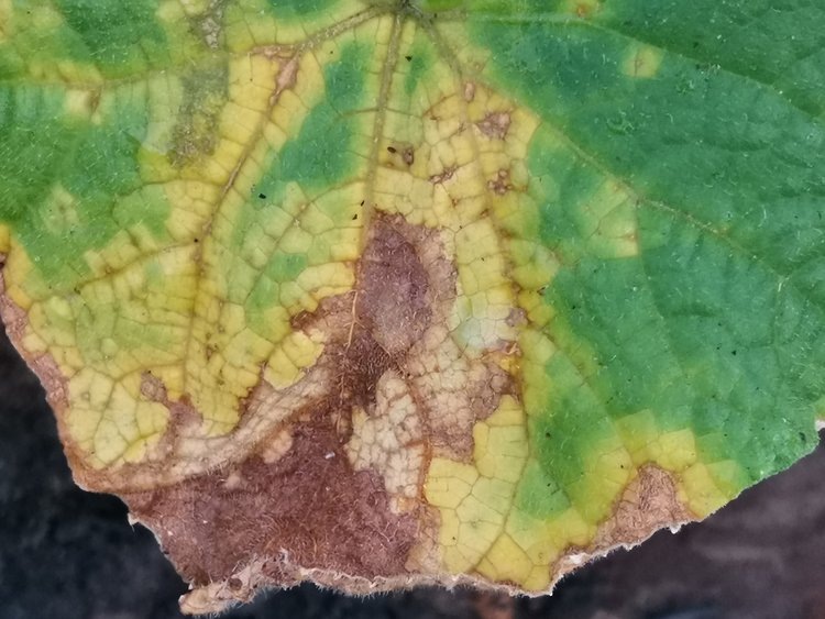    Фото: Лукьянов Дмитрий, AgroXXI.ru