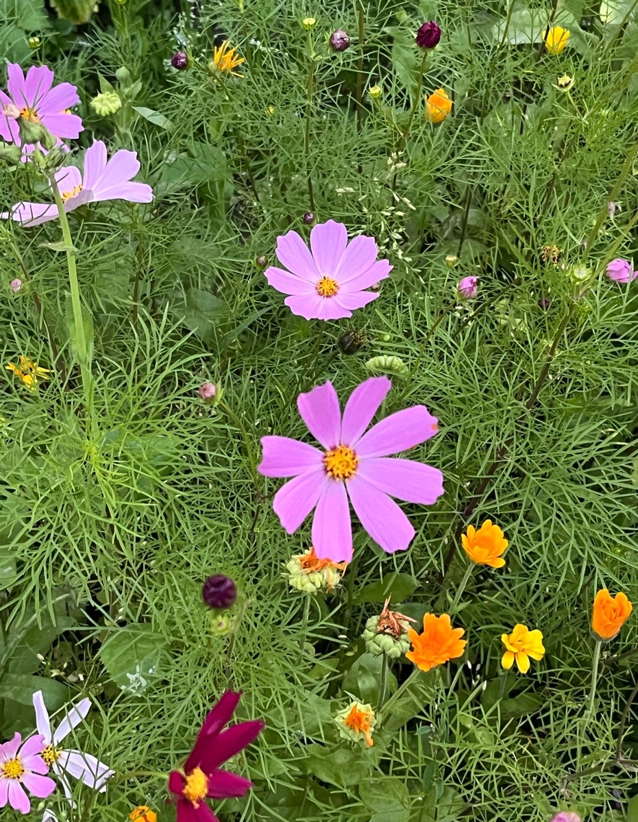 Просто для украшения статьи.