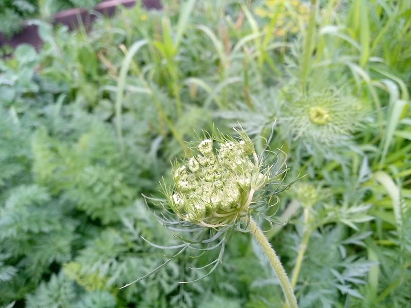 Морковь выкинула цветоносы. Юго-восток Подмосковья,