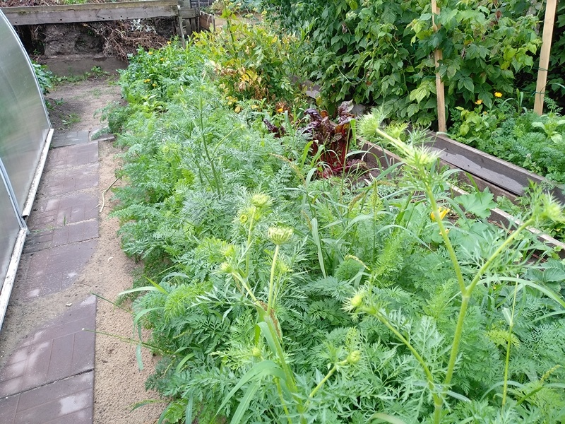 Морковь пошла в цвет. Лето 2025 г.