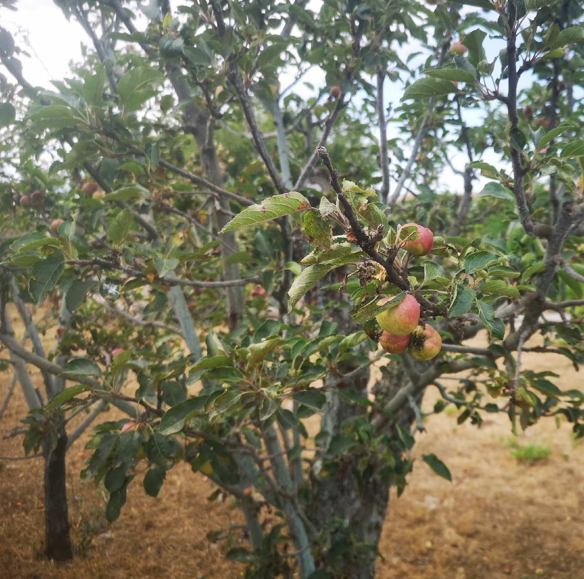 Это сорт Стар Кримсон. Яблоки размером с алычу..... Листьев на дереве 50%