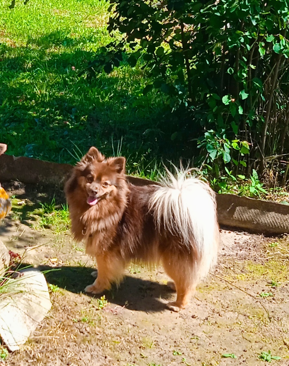 Наша Тесса, она же Таисия, она же Балбесинка